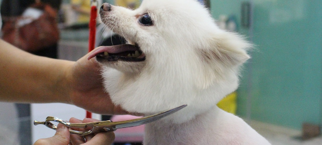 狗博士加盟 狗博士加盟